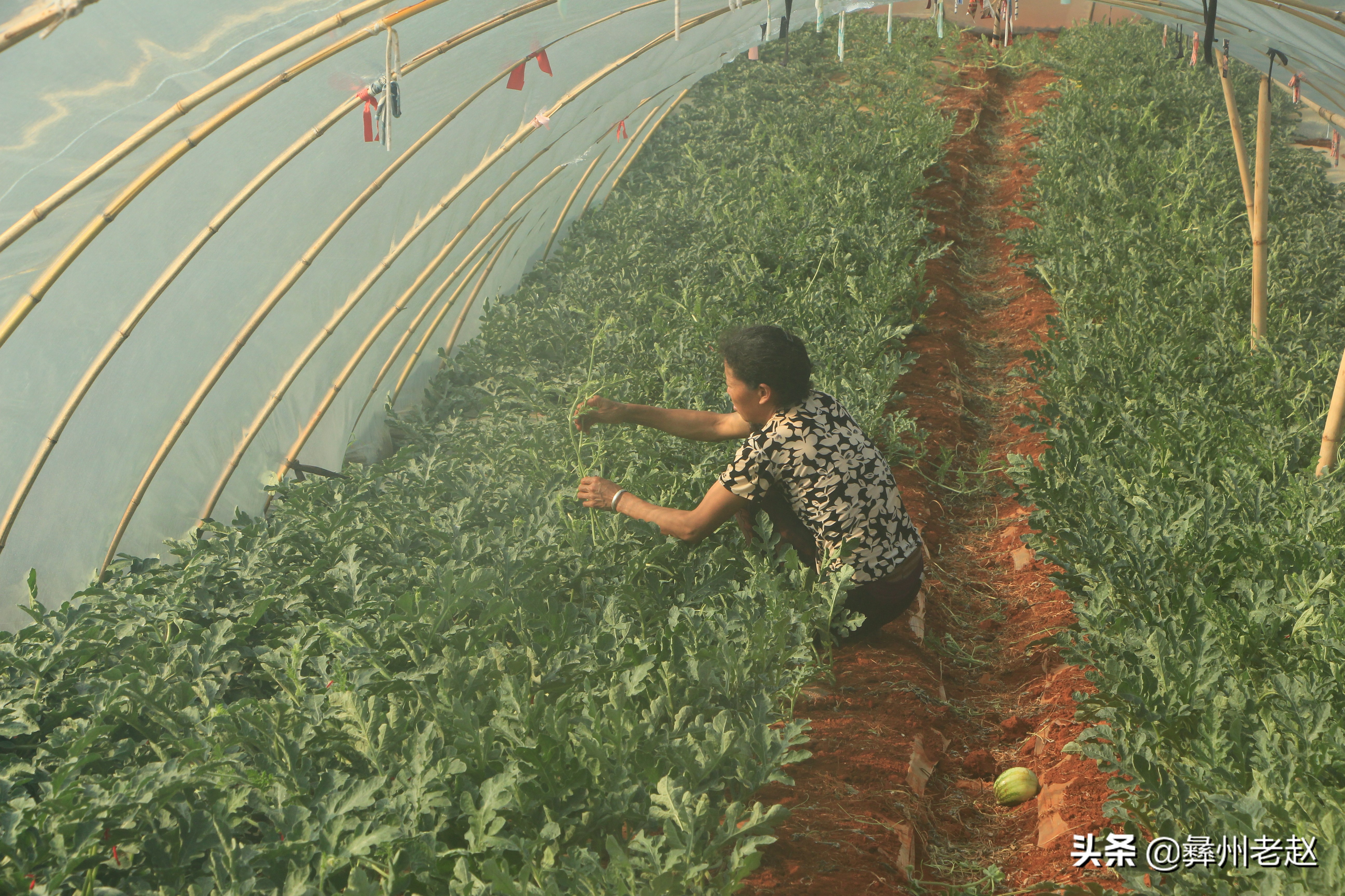 西瓜刚坐果的时候怎么管理,西瓜在膨果期需要什么肥料