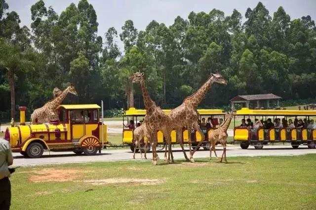 广州长隆野生动物世界游览图,广东广州长隆野生动物世界