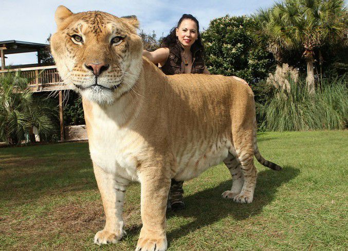 老虎的繁衍与生育,老虎的繁衍能力为什么比不上猫