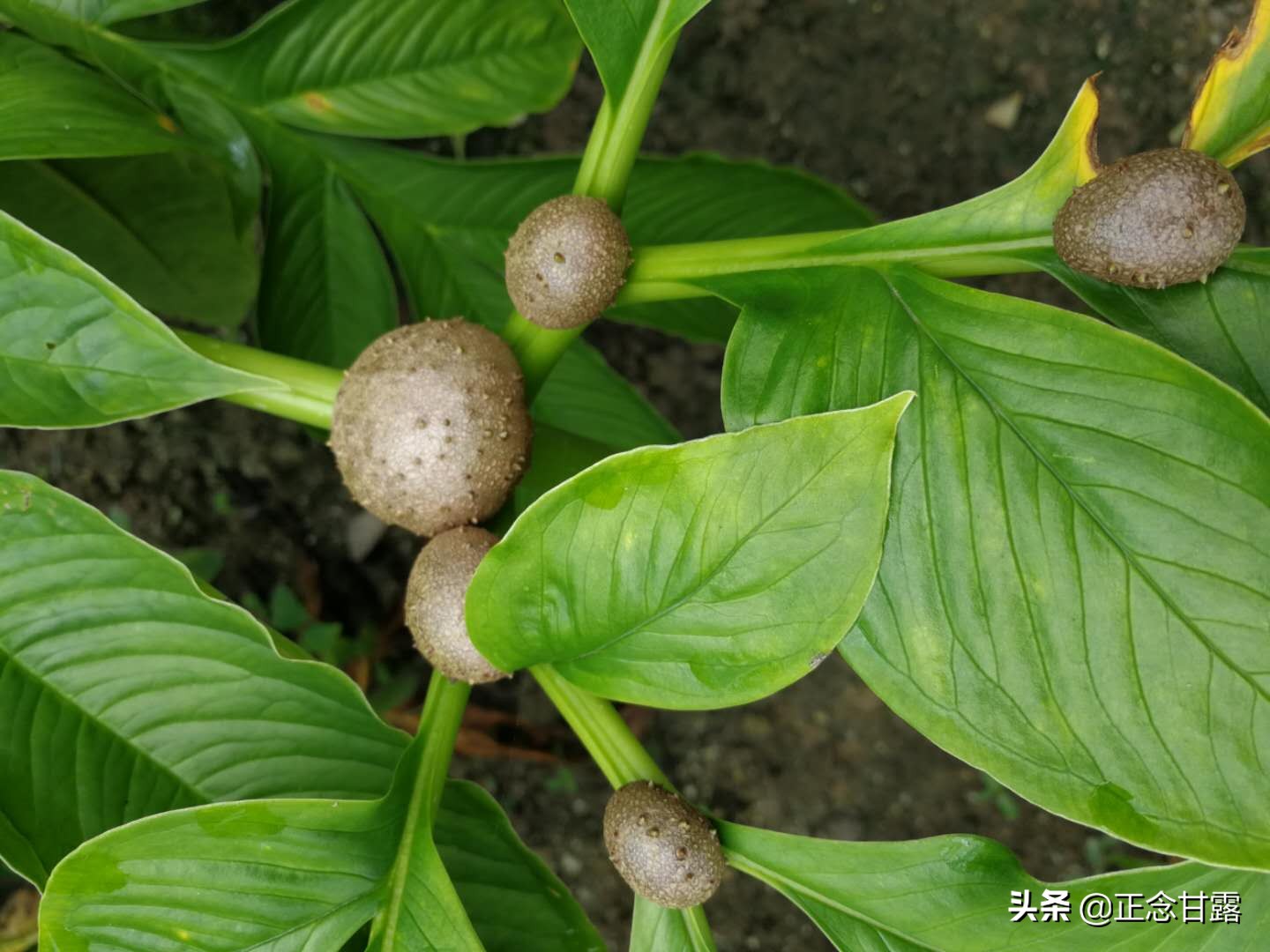 珠芽魔芋市场行情,珠芽魔芋与花魔芋优缺点对比