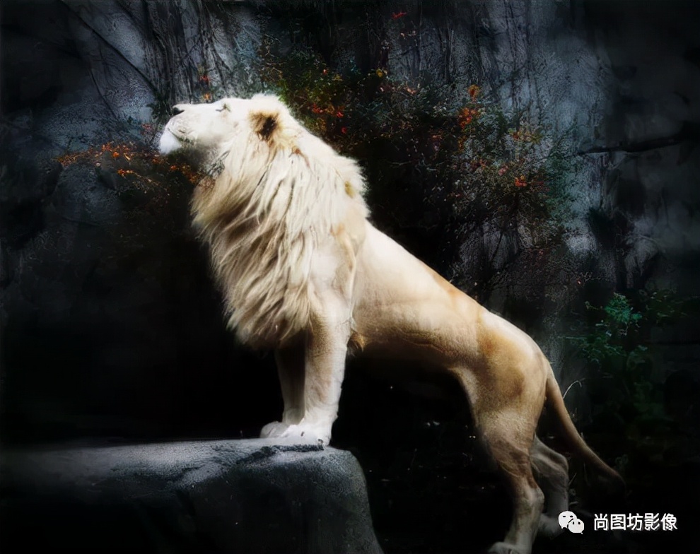 国际摄影展获奖作品,国际摄影获奖作品欣赏第88期