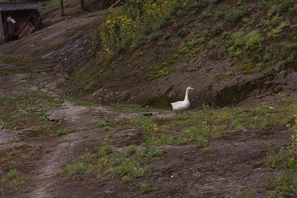 渝北枇杷正黄，冒冒失失穿越铁壁、胜保、斗碗三寨