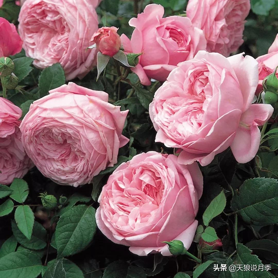 诗情与花意｜种花不识“奥切”仙，纵是花神也枉然