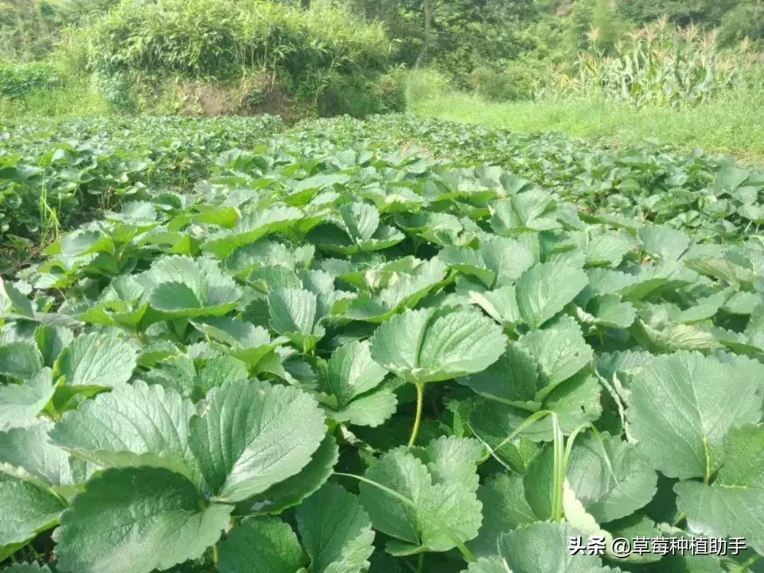 草莓育苗假植视频,草莓假植苗多少天能栽