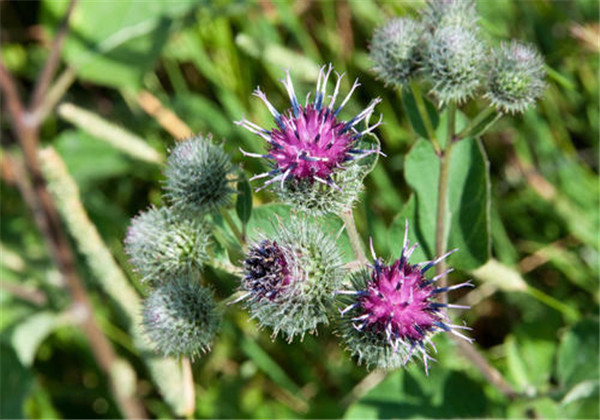 牛蒡种植技术及方法,牛蒡的栽培技术与管理
