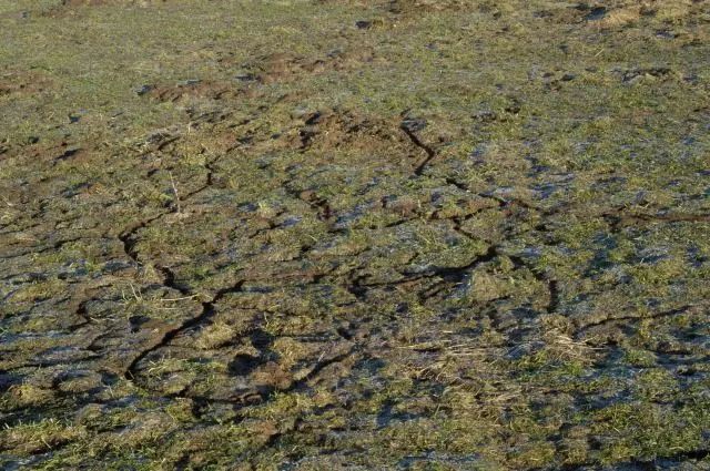 老婆饼没有老婆,普通田鼠也不普通