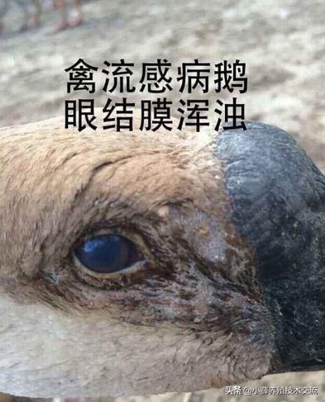 养殖小鹅生病怎么处理,小鹅的饲养方法和疾病预防视频