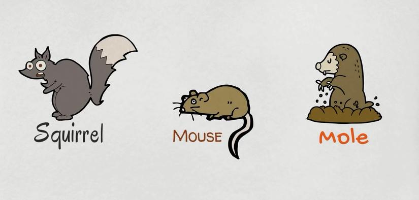 动物类英语单词记忆教学,每日英语单词之动物单词