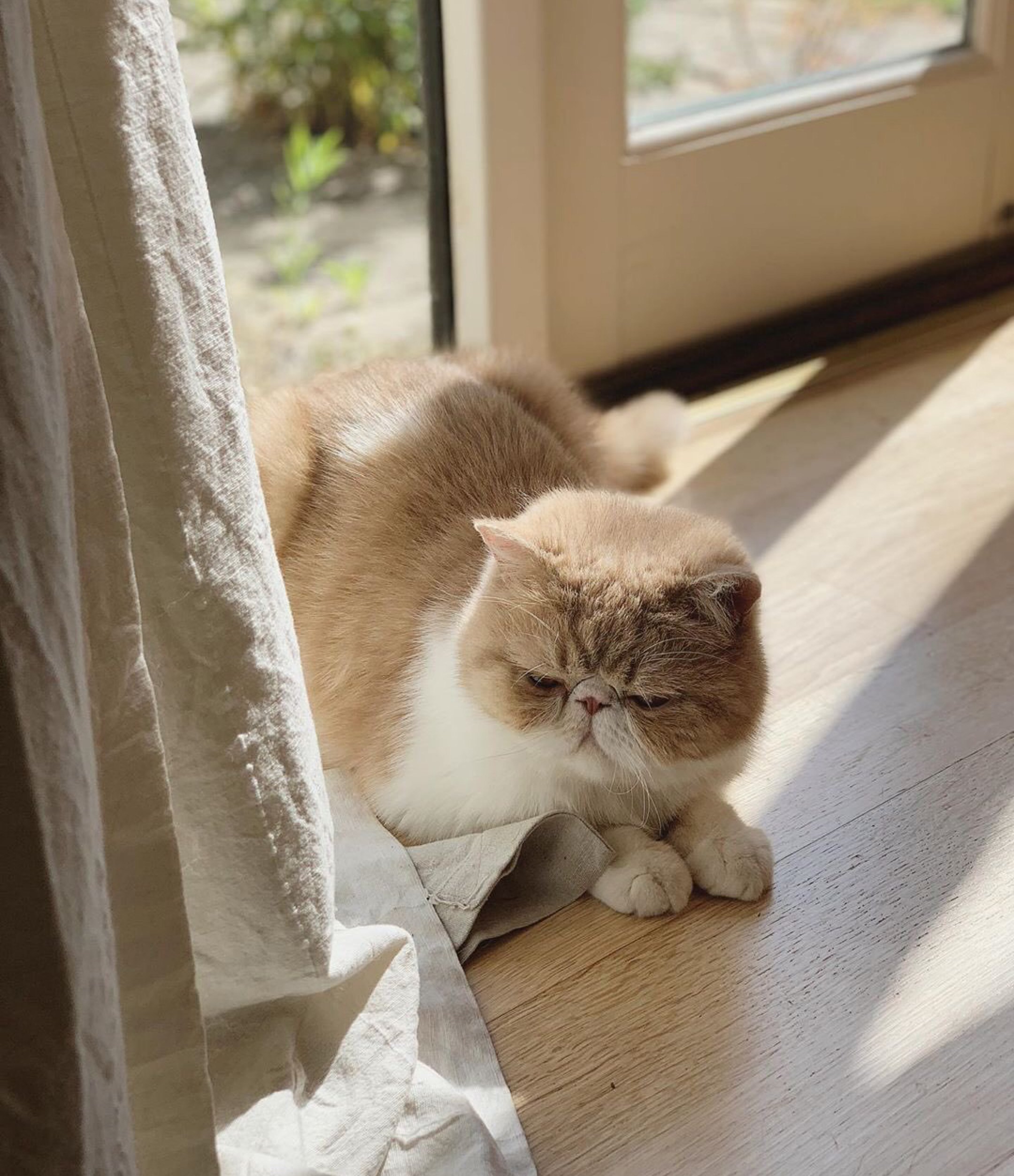 加菲猫和布偶猫更好看,三花加菲猫有多可爱