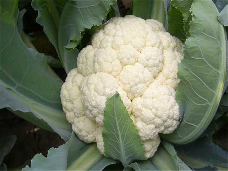 菜花怎么种植视频教程,菜花如何种植它的生长周期是多少