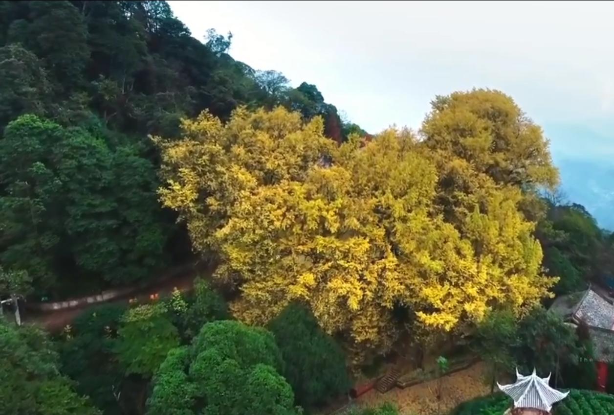 国树银杏科普,国树银杏树寓意什么