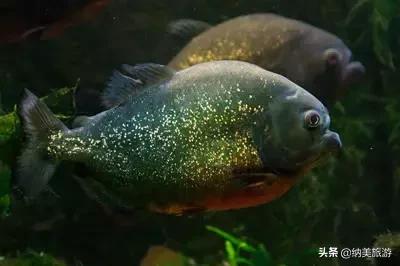 “亚马逊心脏”之城的玛瑙斯