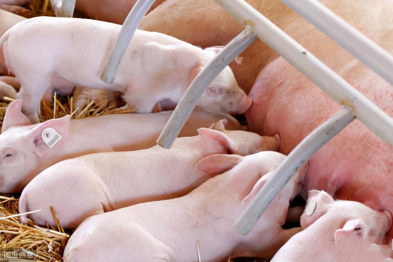 母猪没奶水怎么才能快速下奶,哺乳期母猪不吃食一招解决方法