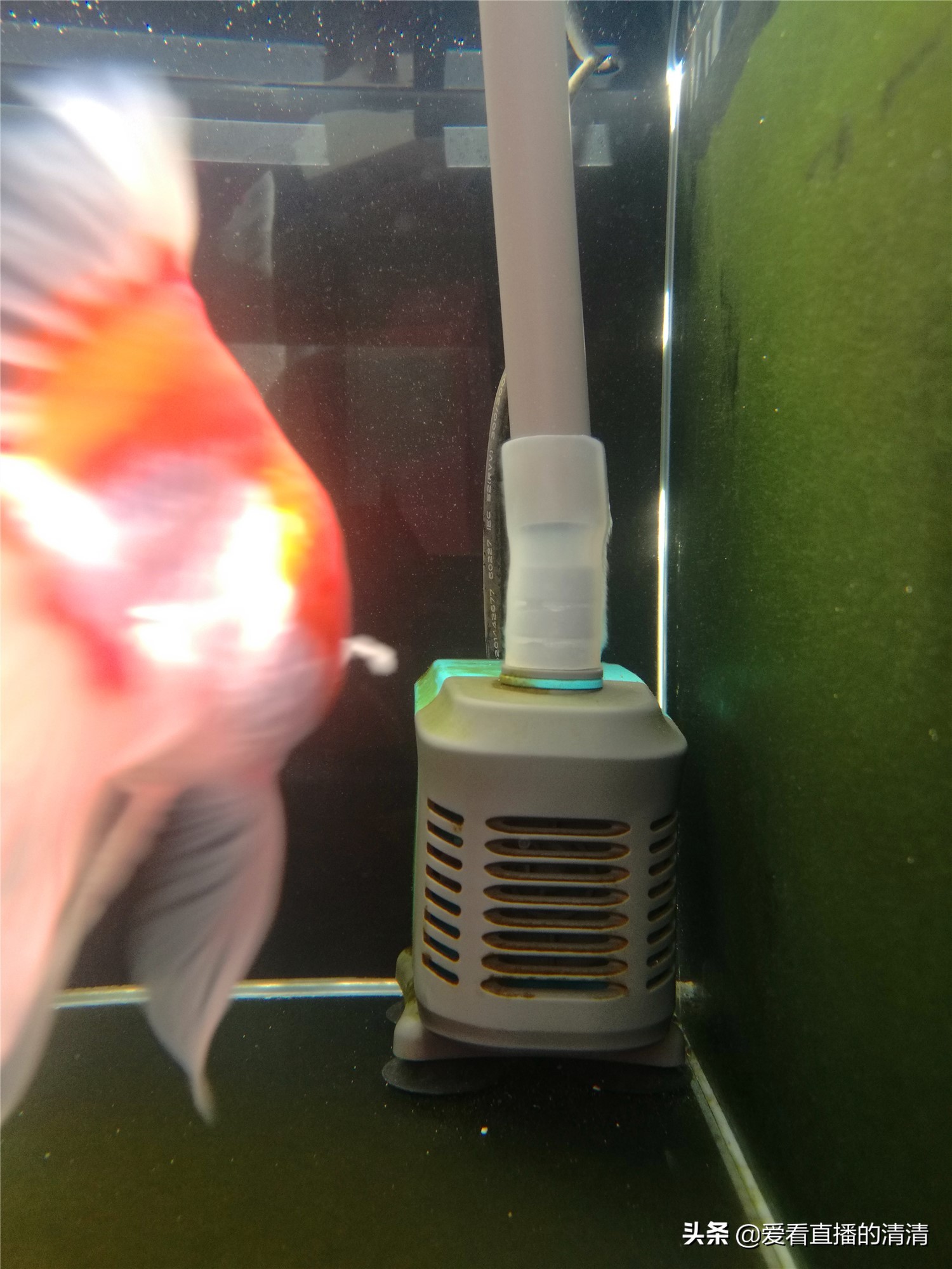 家里面养几条小金鱼好,家里养小金鱼几条最合适