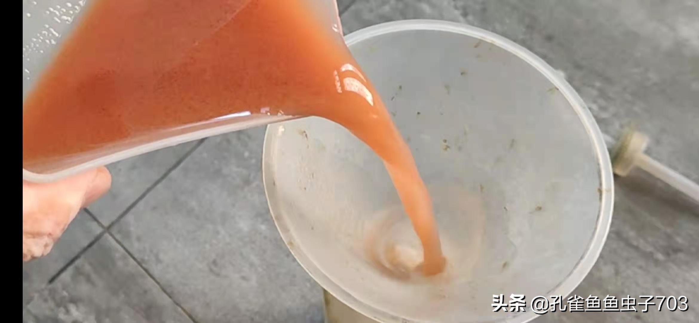 孔雀鱼应该吃什么最好,五种新手必入的孔雀鱼