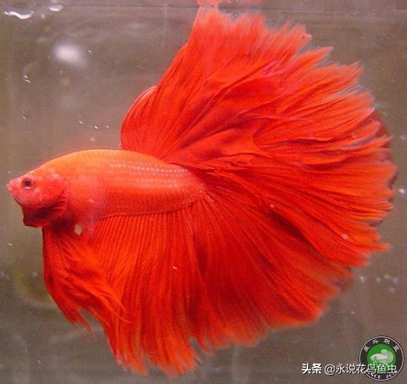 斗鱼哪个品种好养活,斗鱼品种哪个好养