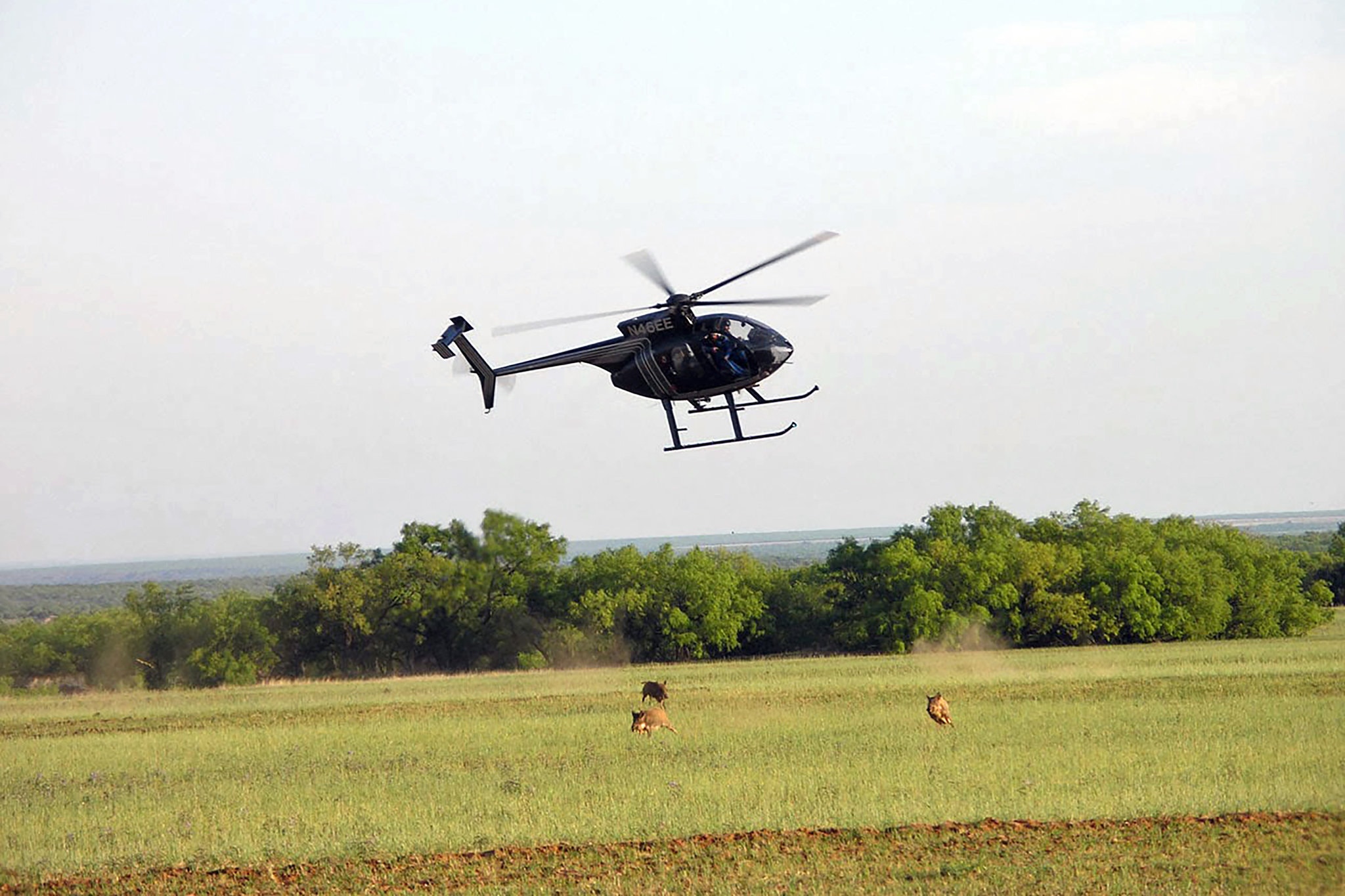美国野猪泛滥成灾的真实原因,野猪泛滥成灾了家猪攻击野猪