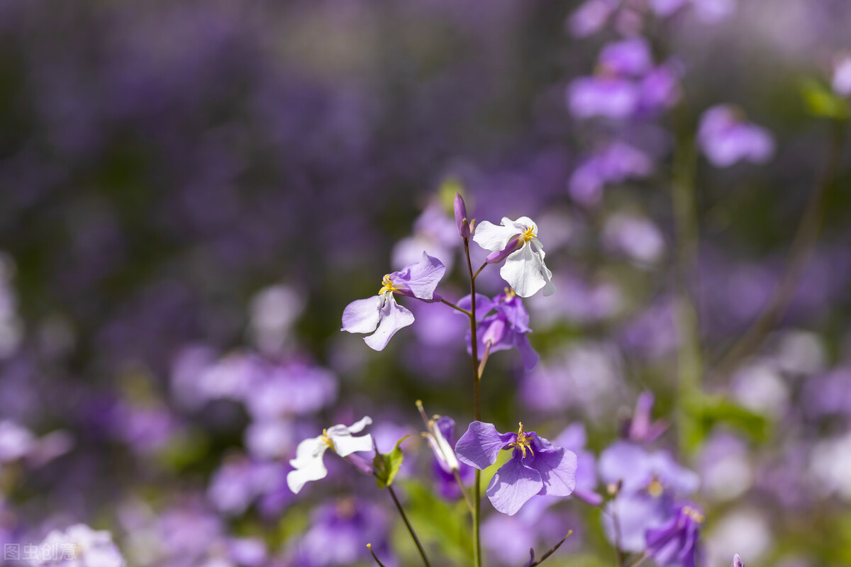 园林人需要知道的85个花卉知识,园林花卉的种类及图片