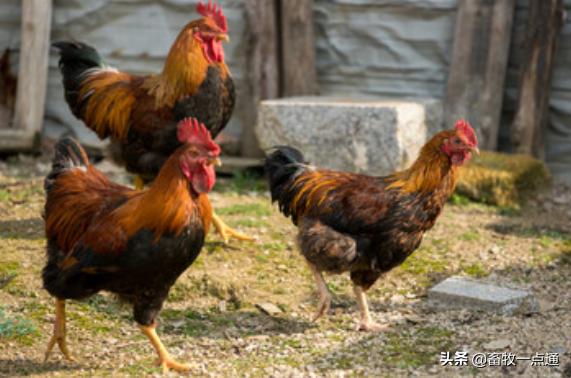 怎样防控鸡病,鸡常见的蠕虫病有哪些