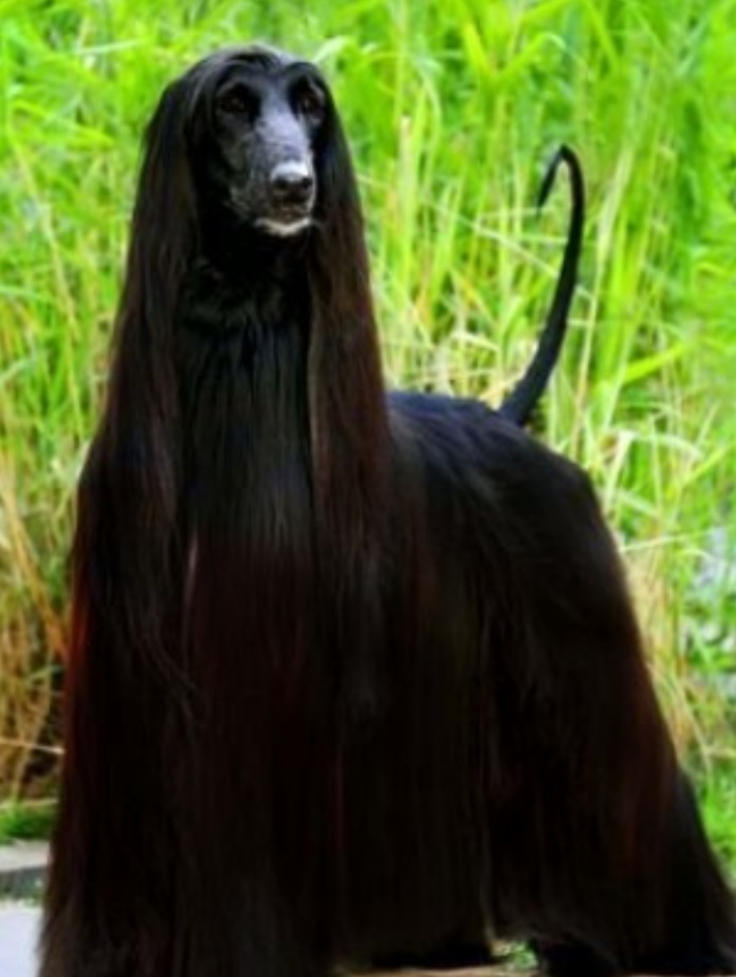 长毛狗阿富汗猎犬造型,长毛狗阿富汗猎犬