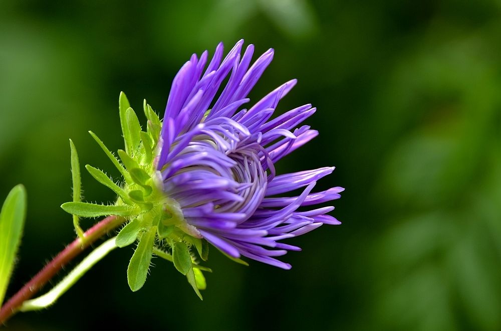 菊花常见病虫害及防治技术,什么菊花四季开花无病虫害