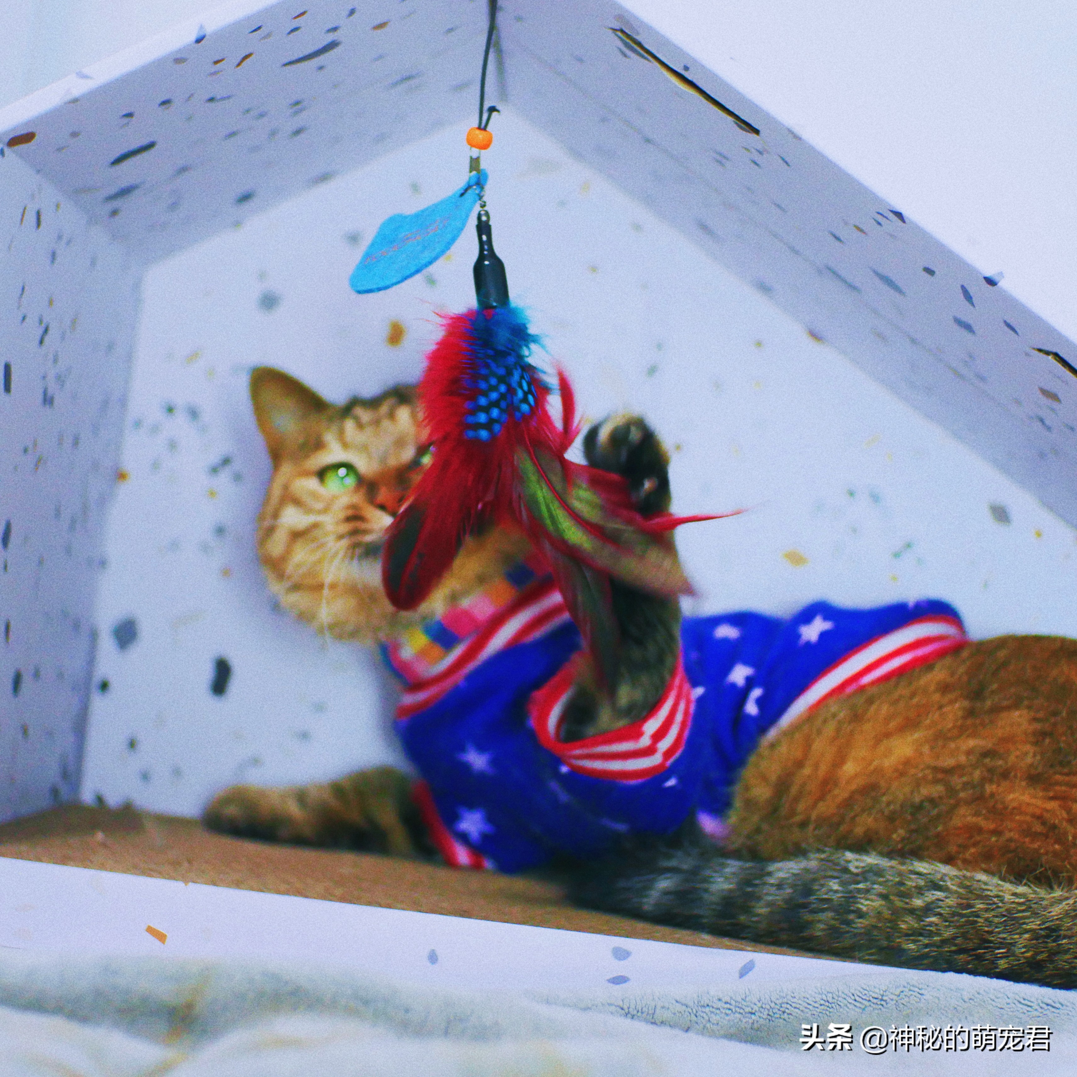 什么逗猫棒猫咪会玩,怎么做猫咪玩的逗猫棒