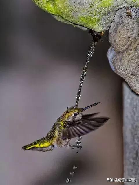 一只会听人话的小鸟,小鸟戴帽子变脸