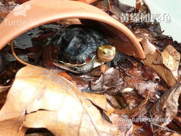 黄缘龟和黄缘闭壳龟有什么区别,原种黄缘龟和下山黄缘区别