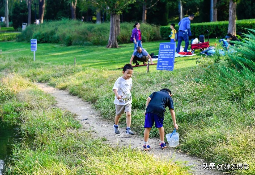 北京北坞公园里的京西稻又熟了,曾经只有皇上才能吃上这儿的大米