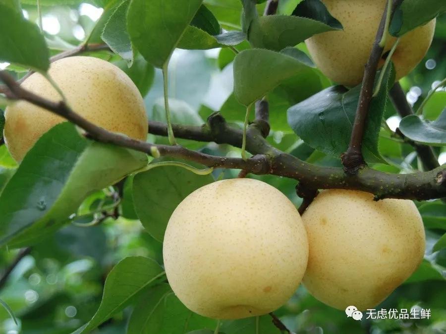 脆甜多汁的皇冠青梨,应季皇冠梨
