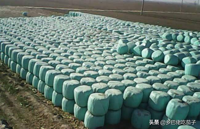 青贮玉米秸秆晒干了如何喂羊,秸秆青贮与牛羊养殖实践办法介绍