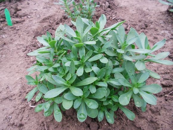 以前老人都知道它是“救心菜”，如今认识的人不多，可惜了