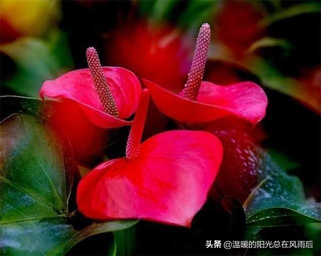 小植物该怎么养才好养活,养花新手都养不死的植物