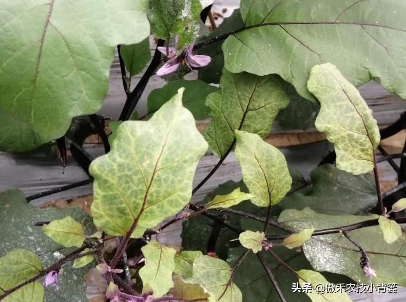 花卉绿植黄叶枯叶如何处理,花卉绿植黄叶原因是什么