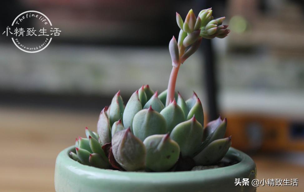 多肉长着长着就歪了怎么办,多肉长歪是什么原因