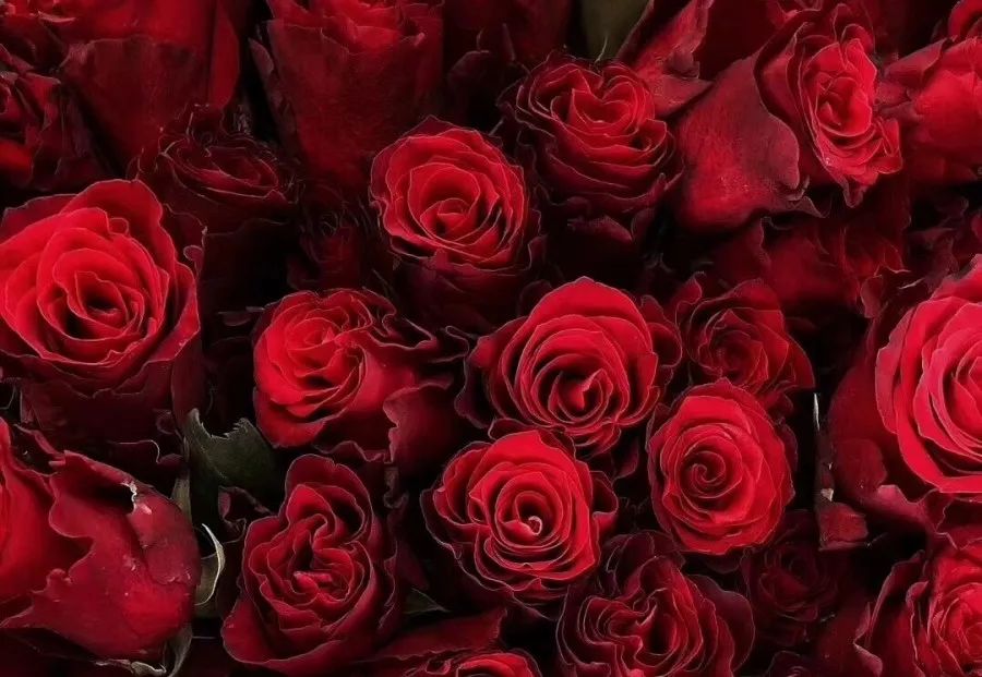 热销玫瑰,顶级进口玫瑰