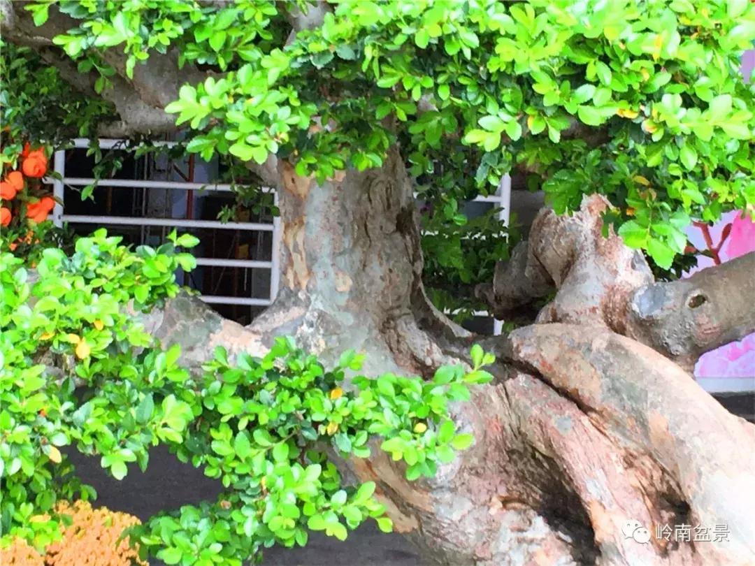 造型极美的盆景一起来欣赏,一组风吹出来的盆景欣赏动感十足