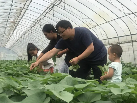 薯叶种植技术及亩产,薯叶种植技巧