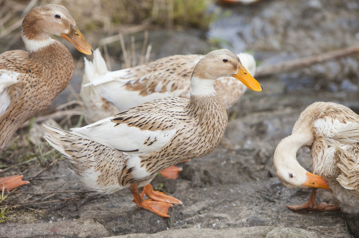 白鸭最佳养殖方法,鸭掌木的养殖养护方法