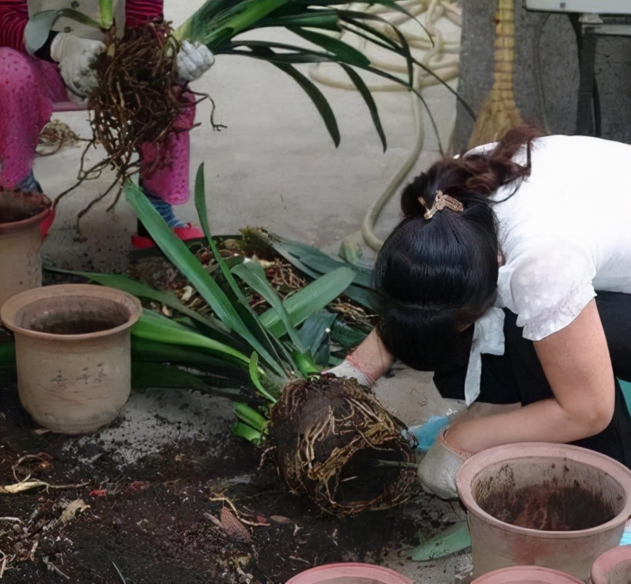 君子兰怎么养才能长得快又茂盛,君子兰怎样才能养出精品