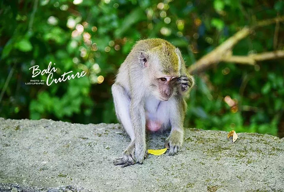 999玩转巴厘究竟嗨不嗨：香遇巴厘，南太平洋的风与海