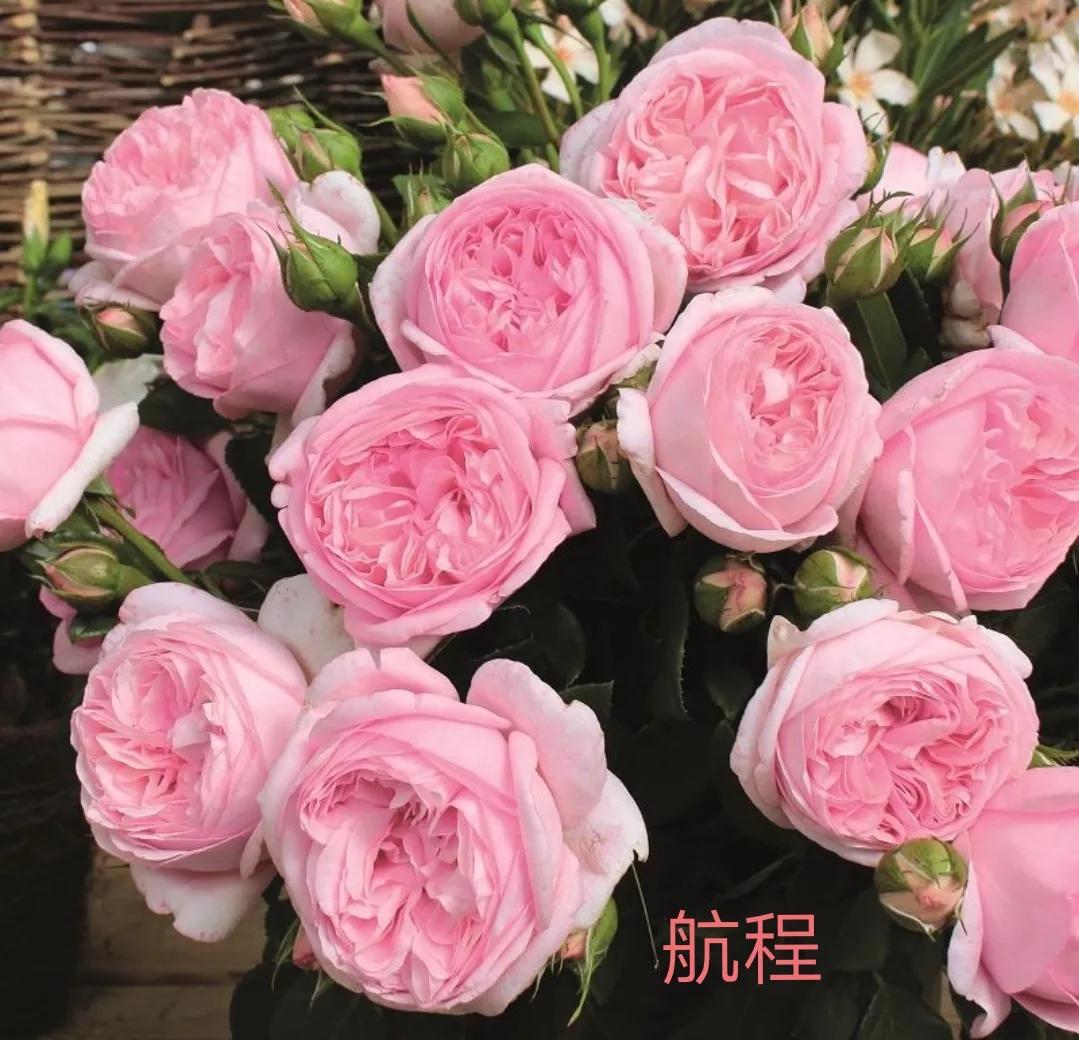 切花火焰月季的优缺点,常见切花月季一览