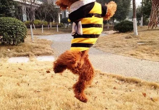 狗狗教狗站立,怎么样可以教狗狗学会站立