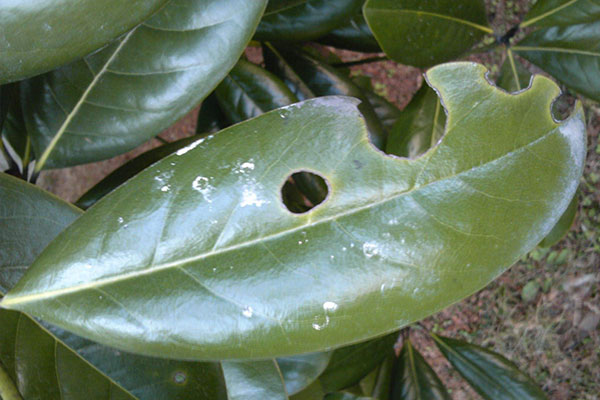 广玉兰树树叶发黄枯萎补救办法,广玉兰叶子发黄