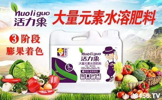 大姜的高产种植技术指导视频,大姜高产标准化种植技术