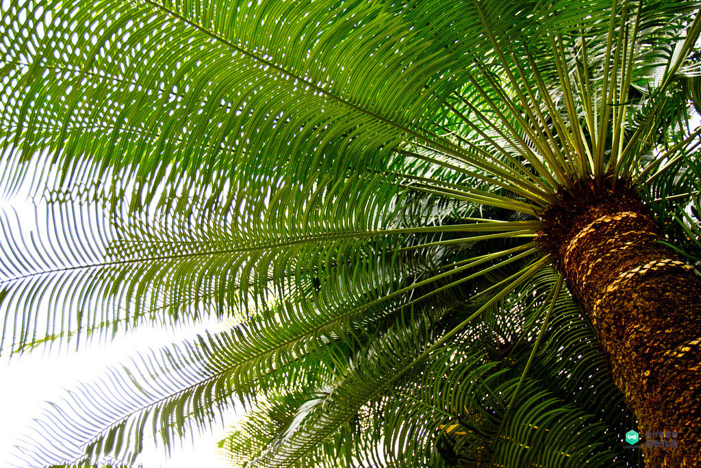 院子适合种的花和设计,庭院设计植物大全