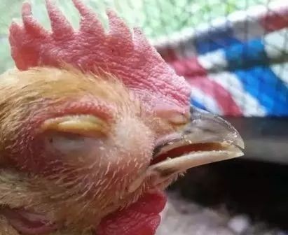 鸡眼睛流泪是怎么回事,鸡单侧眼肿流泪是啥病