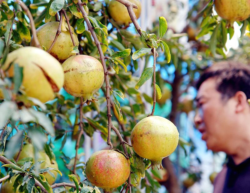 石榴裂果及解决方法,预防石榴裂果最好的方法