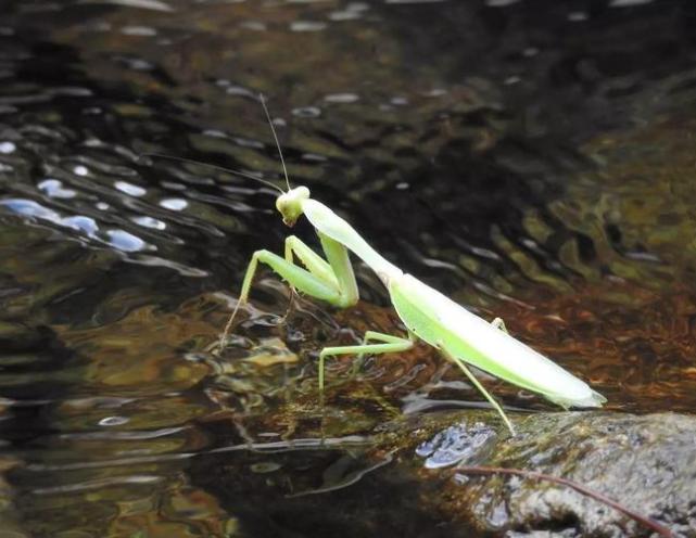 为什么螳螂会跳水自杀,难道脑子被控制了?