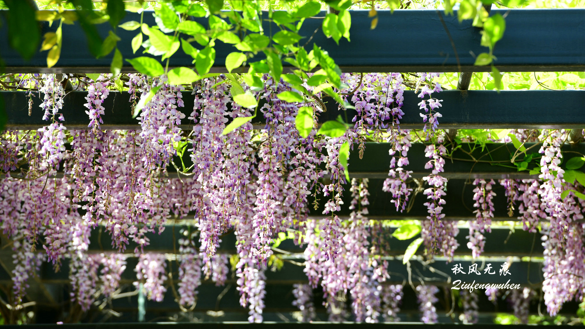 四月的春风西安,四月春风里的樱花